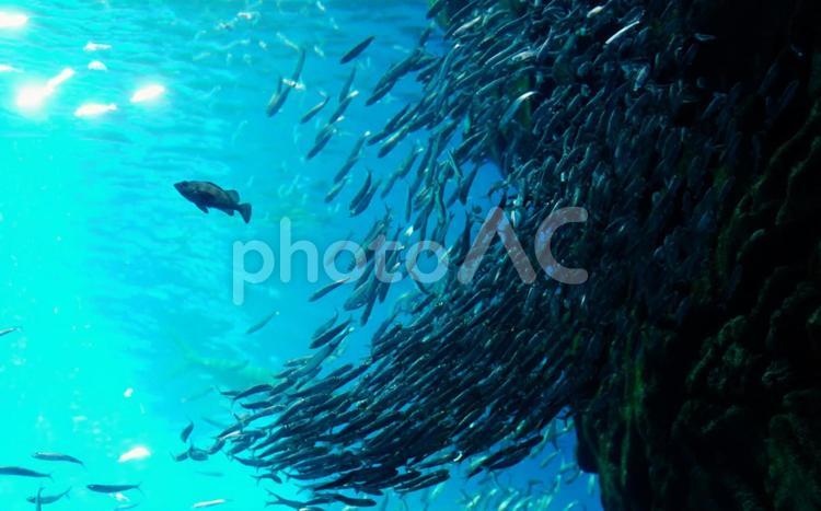 海魚の群れ 海,魚,群れの写真素材