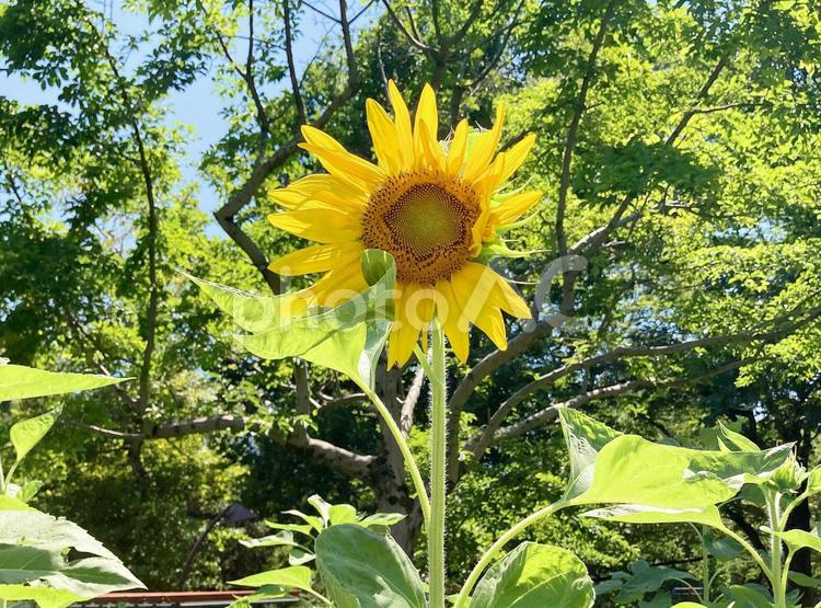 ヒマワリ ヒマワリ,ひまわり,向日葵の写真素材