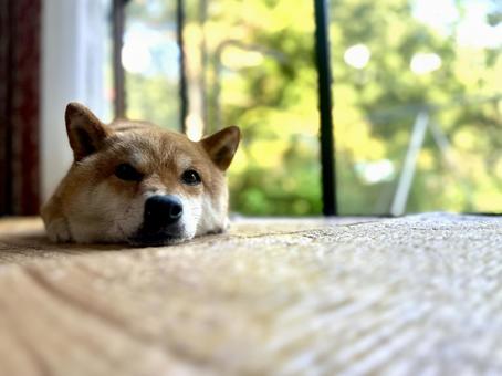 溶ける柴犬 溶ける柴犬の写真