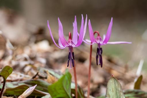 Photo, weed, katakuri, close-up, 