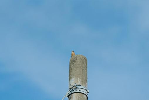 てっぺんから辺りを見回すジョウビタキ てっぺんから辺りを見回すジョウビタキ ジョウビタキ,冬鳥,渡り鳥の写真素材