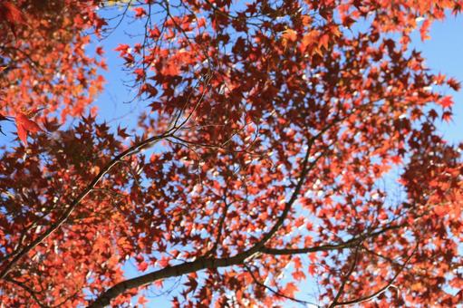 Photo, autumn leaves, red, leaf, 