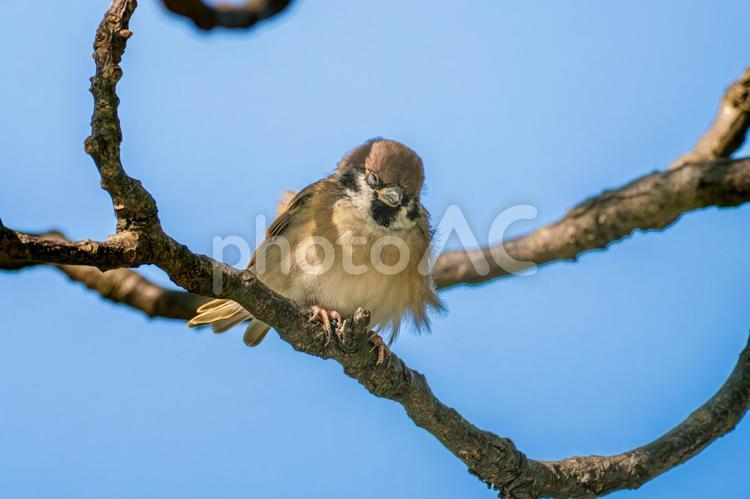 枝にとまるスズメ スズメ,雀,鳥の写真素材