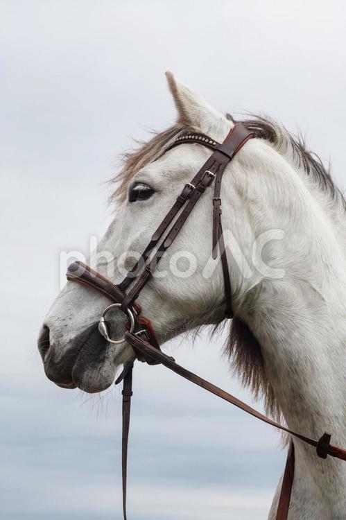 振り向いている馬具をつけた白馬 馬,馬の顔,アップの写真素材