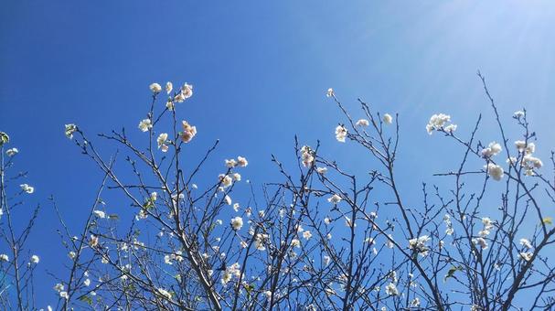 cherry blossoms, JPG