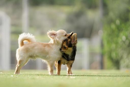 ドッグランのワンコたち(ミックス犬) ドッグランのワンコたち(ミックス犬)の写真