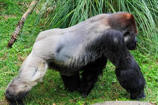 ニシゴリラ ニシゴリラ ニシゴリラ,ニシローランドゴリラ,アフリカの写真素材