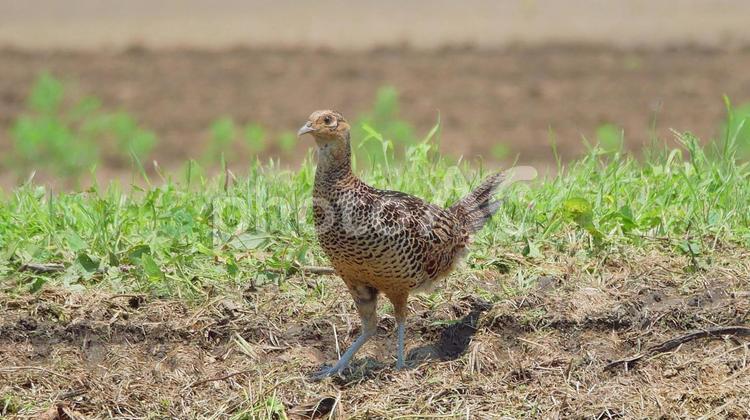 至近距離で撮影したキジ キジ,野鳥,鳥の写真素材