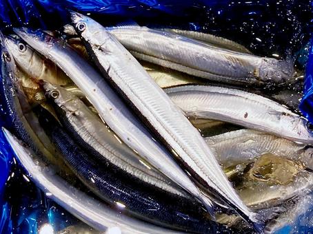 サンマ サンマ サンマ,秋刀魚,銀の写真素材