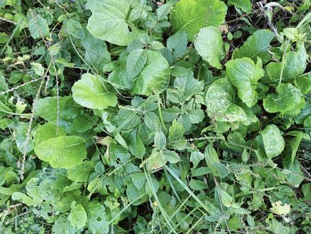 葉っぱ893 植物,自然,グリーンの写真素材