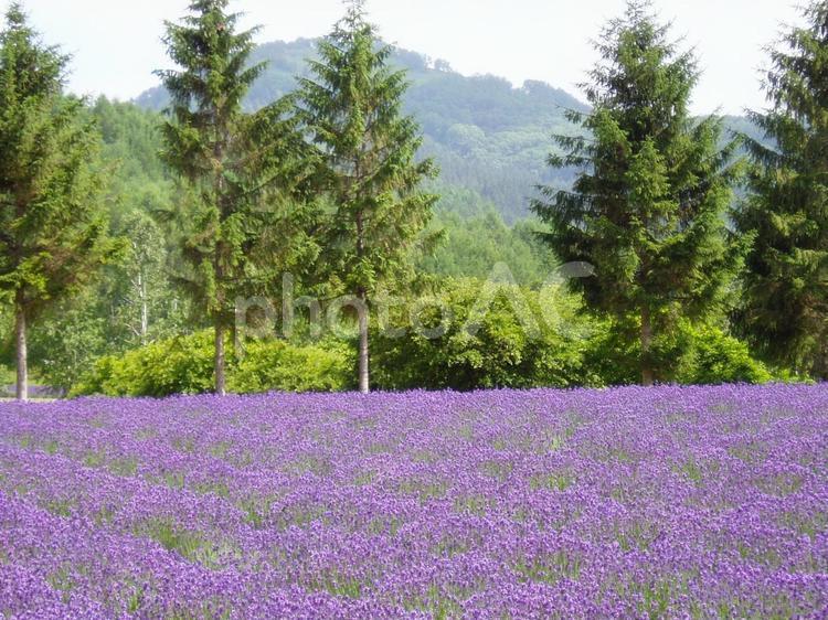 北海道の富良野のラベンダー畑 北海道,富良野,道央の写真素材