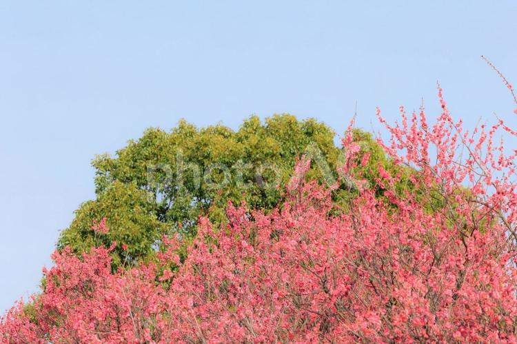 梅の花と風景 花,梅,植物の写真素材