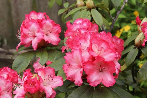 シャクナゲ・石楠花 シャクナゲ・石楠花の写真