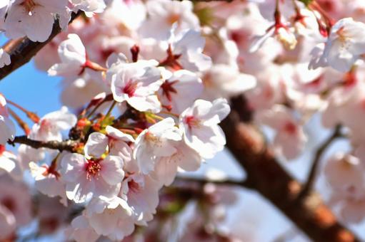 満開の桜 満開の桜 サクラ,春,木の写真素材