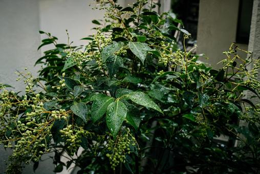 雨に濡れたトウネズミモチ トウネズミモチ,雨,モクセイ科イボタノキ属の写真素材