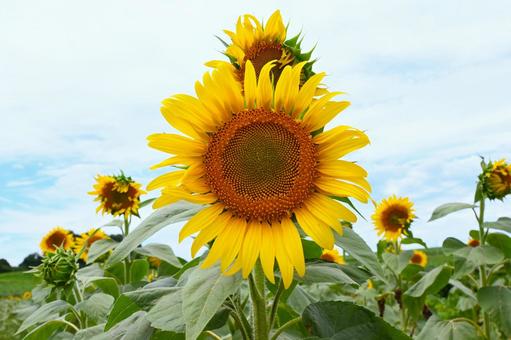 ひまわり畑３ ひまわり,向日葵,ひまわり畑の写真素材