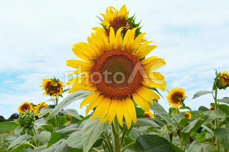 ひまわり畑３ ひまわり,向日葵,ひまわり畑の写真素材