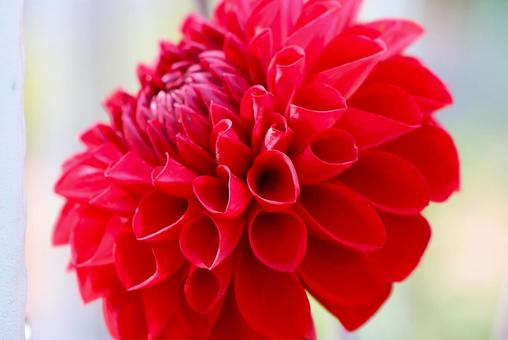 Photo, dahlia, flower, plant, 