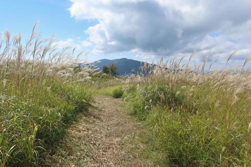 葛城山のすすき 10月,秋,大和葛城山の写真素材