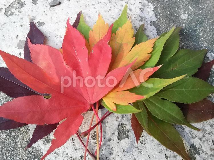 紅葉 海外で撮影,紅葉,もみじの写真素材