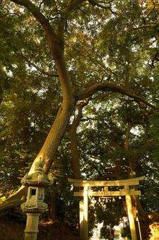 R296八千代市時平神社のご神木 R296八千代市時平神社のご神木 ご神木,神社仏閣,神社の写真素材