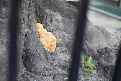 木に生えたキノコ 木,キノコ,自然の写真素材