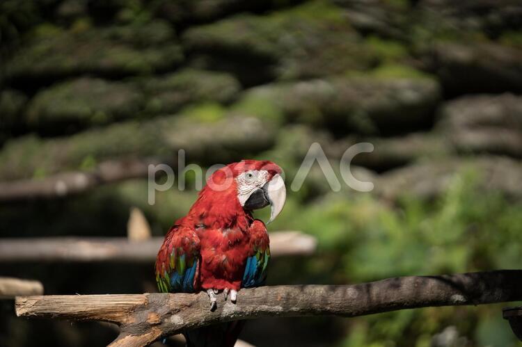 昼下がりの動物園 動物園,昼,晴の写真素材
