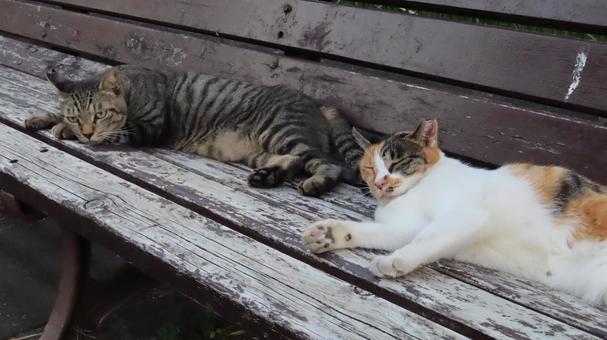 ラブラブでもふもふな三毛猫たちの夕涼み ラブラブでもふもふな三毛猫たちの夕涼みの写真