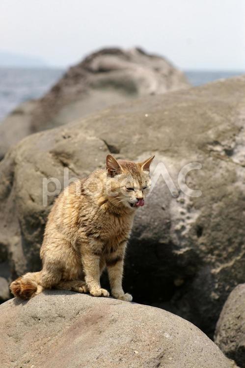 舌なめずりする岩場のキジトラ猫 ネコ,ノラ猫,キジトラ猫の写真素材