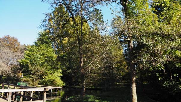 秋天,步行道,木棧道,溪流,已經開始變色的樹葉,公園 秋天,步行道,木棧道,溪流,已經開始變色的樹葉,公園