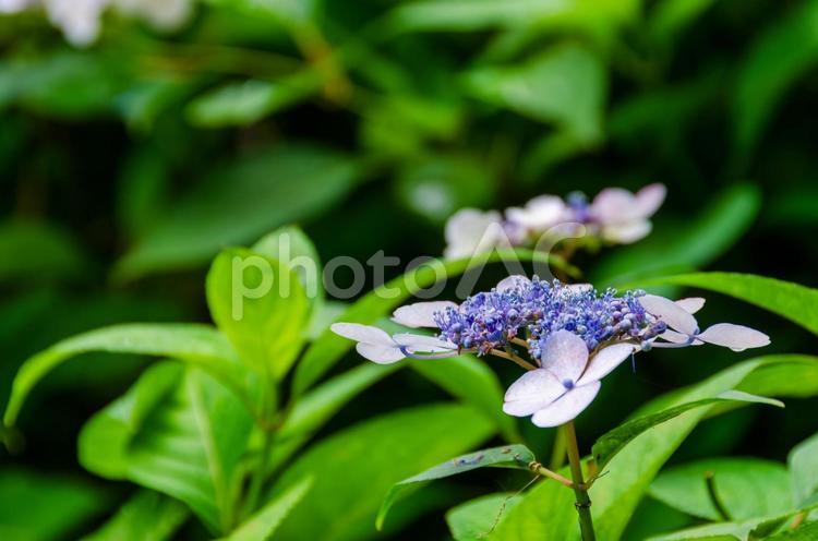 ガクアジサイの繊細な美しさ ガクアジサイ,紫陽花,青の写真素材