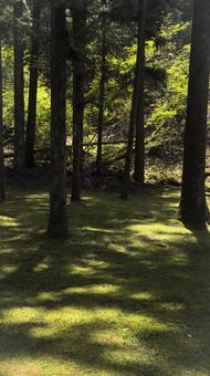 Photo, moss, light, light and dark, 