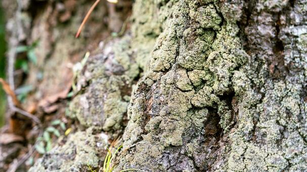木の幹 幹,ウメノキゴケ,地衣類の写真素材