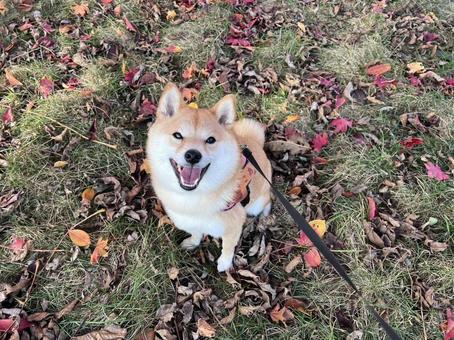 散歩にて 柴犬,犬,シバイヌの写真素材