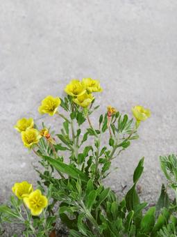 Photo, evening primrose, bead at night, flower, 