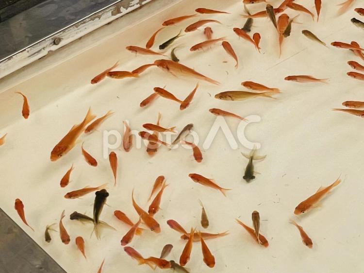 夏祭りの屋台　金魚すくい 夏,祭り,屋台の写真素材