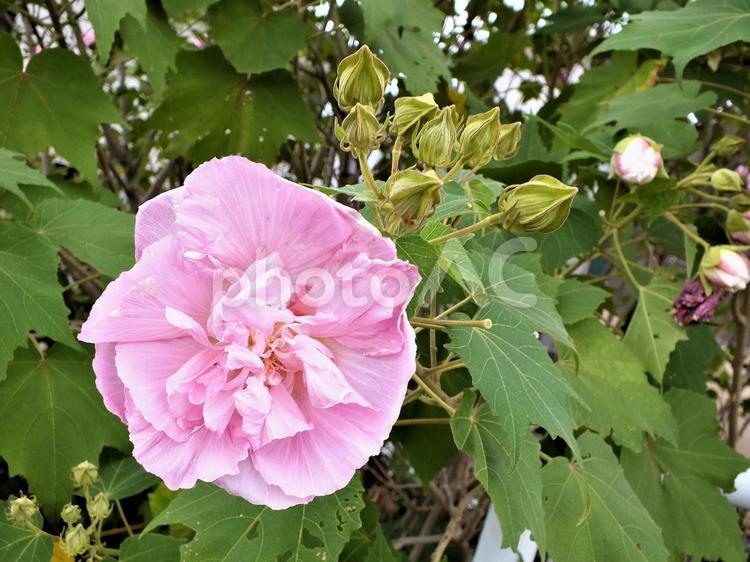 スイフヨウの花とつぼみ 酔芙蓉,スイフヨウ,スイフヨウの花の写真素材