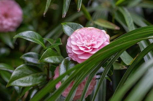 Pink Camellia, JPG Pink Camellia, JPG