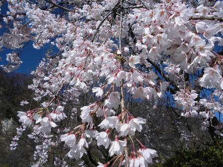 しだれ桜を下から見た風景 しだれ桜を下から見た風景 桜,花,しだれ桜の写真素材