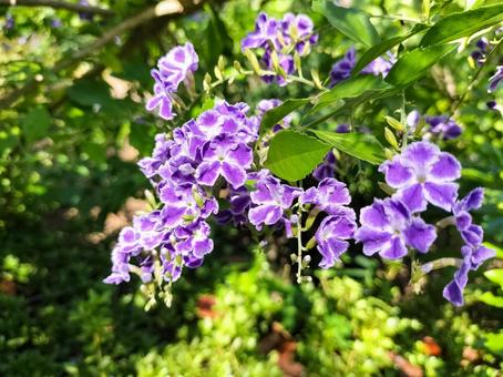 デュランタの花　伊豆下田の寝姿山にて デュランタ,花,紫色の写真素材