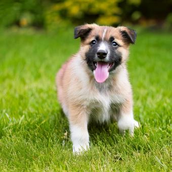 笑っている子犬 笑っている子犬の写真
