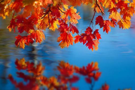 紅葉したもみじと空の写真