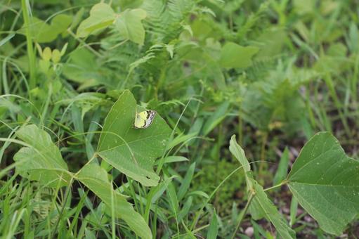 Colias mating in the grass, JPG
