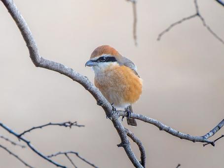 枝にとまるモズ・百舌鳥 モズ,百舌鳥,野鳥の写真素材