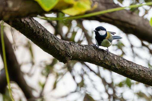 シジュウカラ(59) 野鳥,鳥,シジュウカラの写真素材