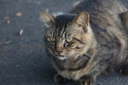 キジトラ猫 猫,キジトラ,野良猫の写真素材
