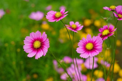 秋桜、コスモス コスモス,秋,ピンクの写真素材