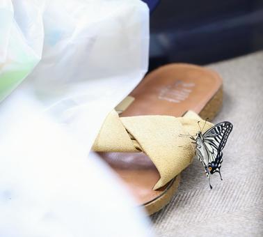 黄色いサンダルにとまるアゲハ蝶1 黄色いサンダルにとまるアゲハ蝶1 アゲハチョウ,蝶々,サンダルの写真素材