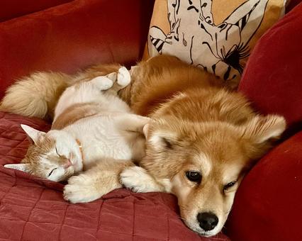 仲良し犬と猫 仲良し犬と猫の写真
