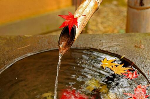 筑西市の最勝寺の手水ともみじの落ち葉 最勝寺,もみじ,紅葉の写真素材